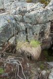 Carex juncella. Растения с развивающимися соцветиями. Мурманская обл., Кольский р-н, долина р. Титовка ниже автодороги А138 Мурманск — Печенга, Мельничные водопады, в расщелине скалы у верхнего водопада рядом с развалинами. 07.06.2019.