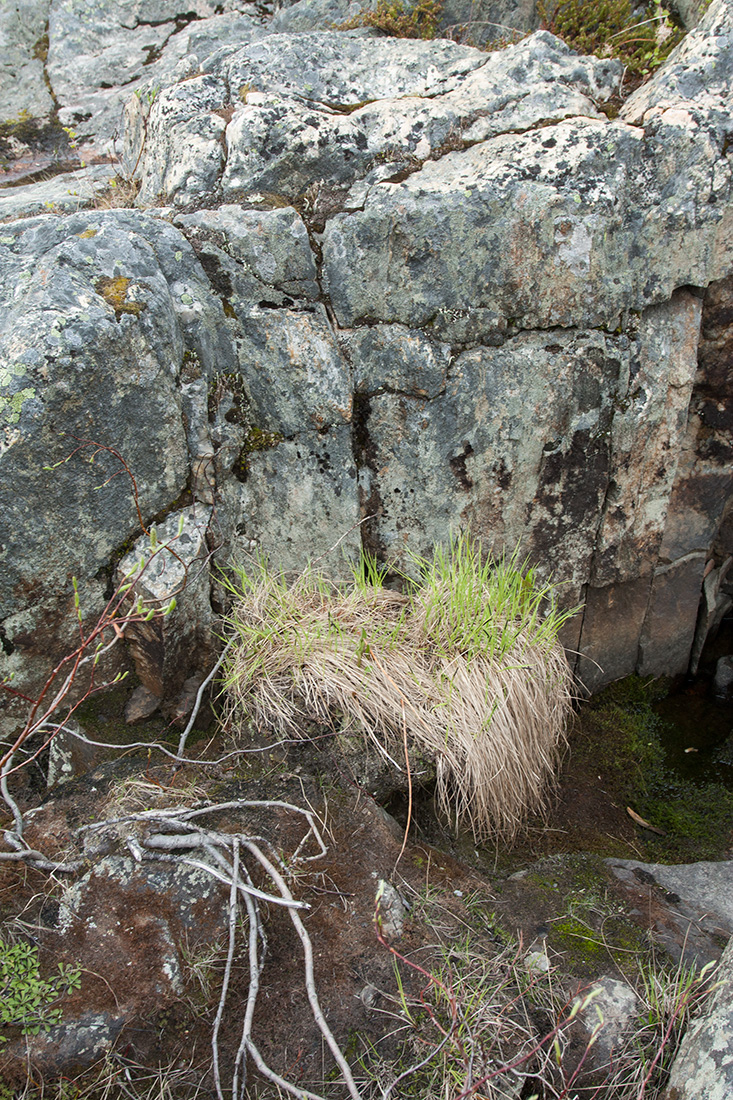 Image of Carex juncella specimen.