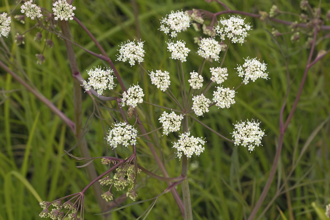 Image of Cicuta virosa specimen.