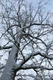 Quercus robur. Ствол и крона в снегу. Беларусь, г. Гродно, лесопарк Пышки. 24.12.2018.