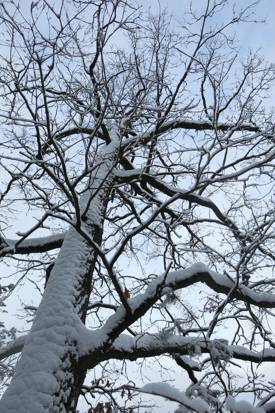 Изображение особи Quercus robur.