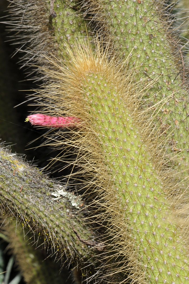 Image of Cleistocactus buchtienii specimen.