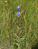 Gentiana triflora