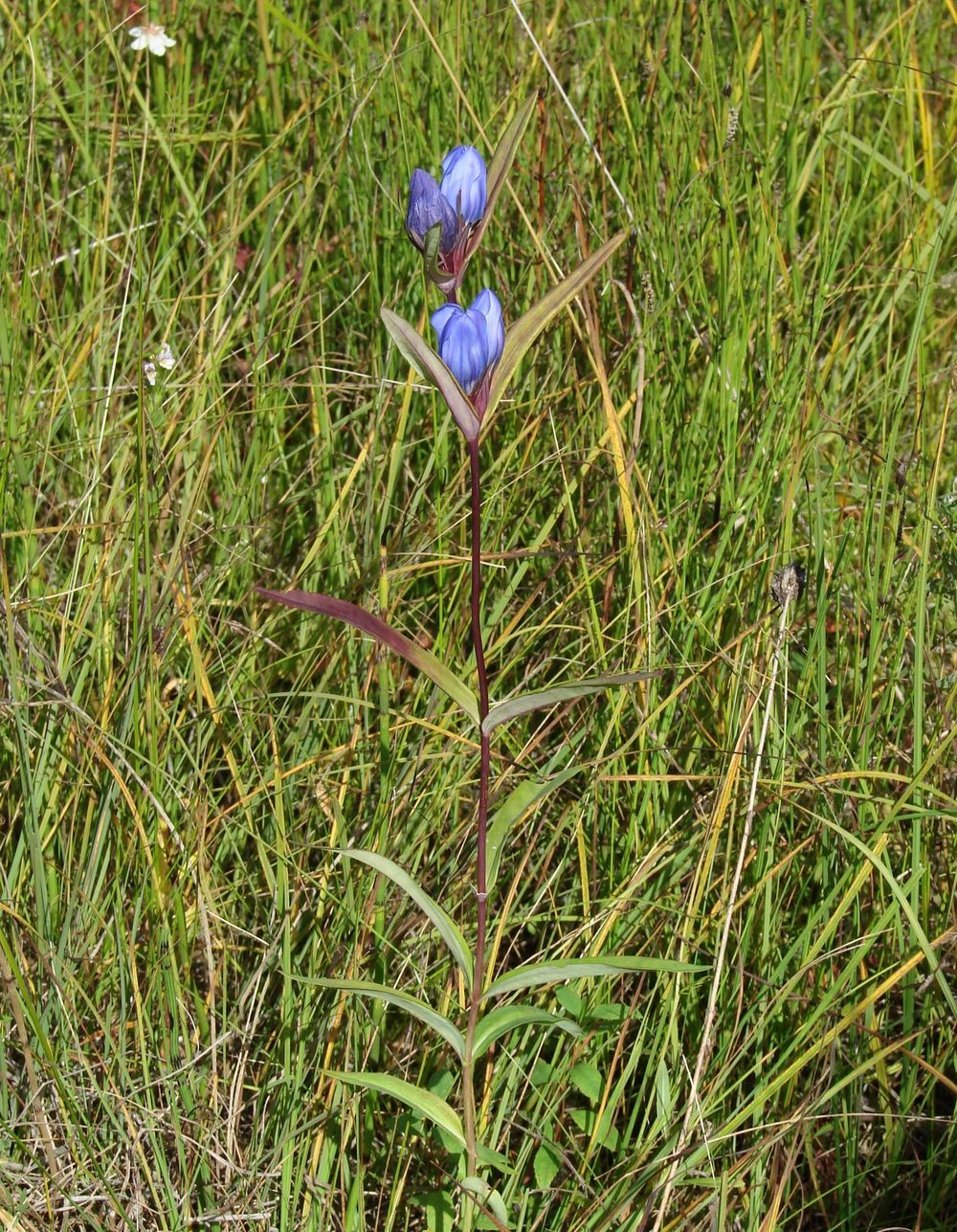 Изображение особи Gentiana triflora.