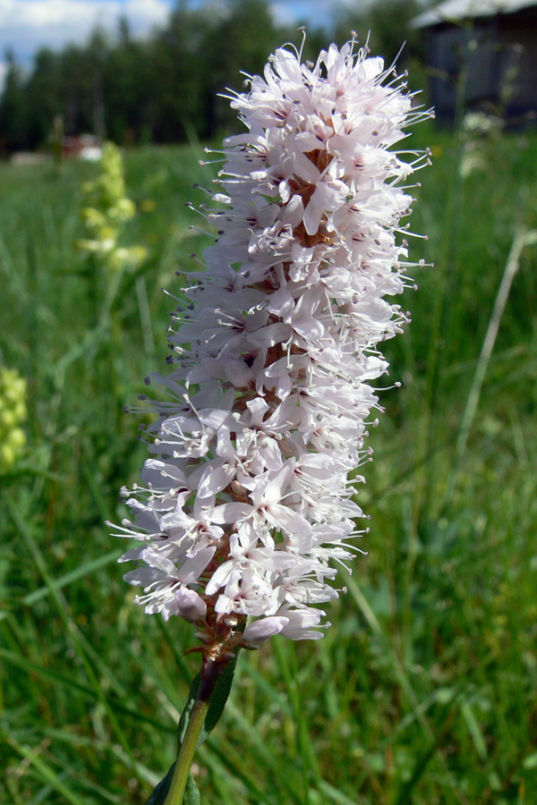 Изображение особи Bistorta officinalis.