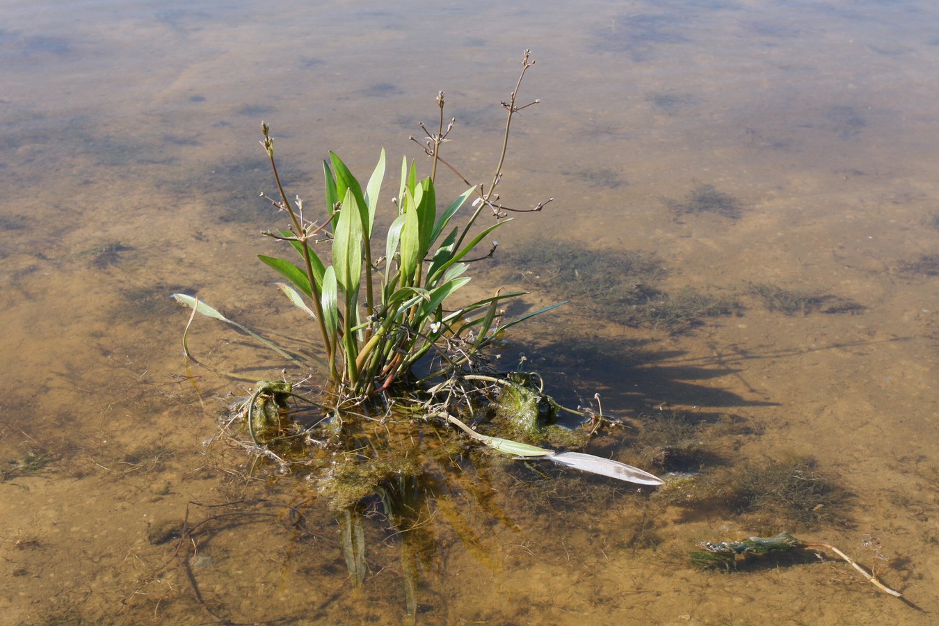 Image of Alisma gramineum specimen.