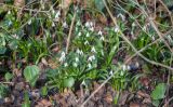 Galanthus woronowii