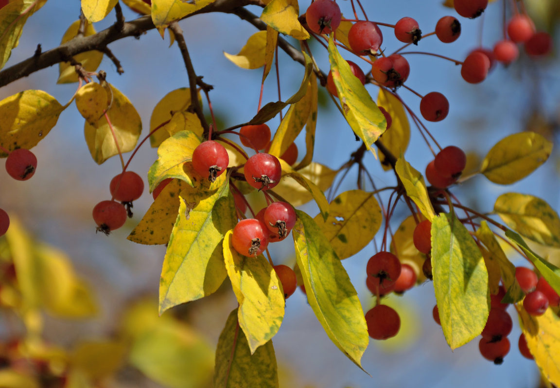 Изображение особи Malus baccata.