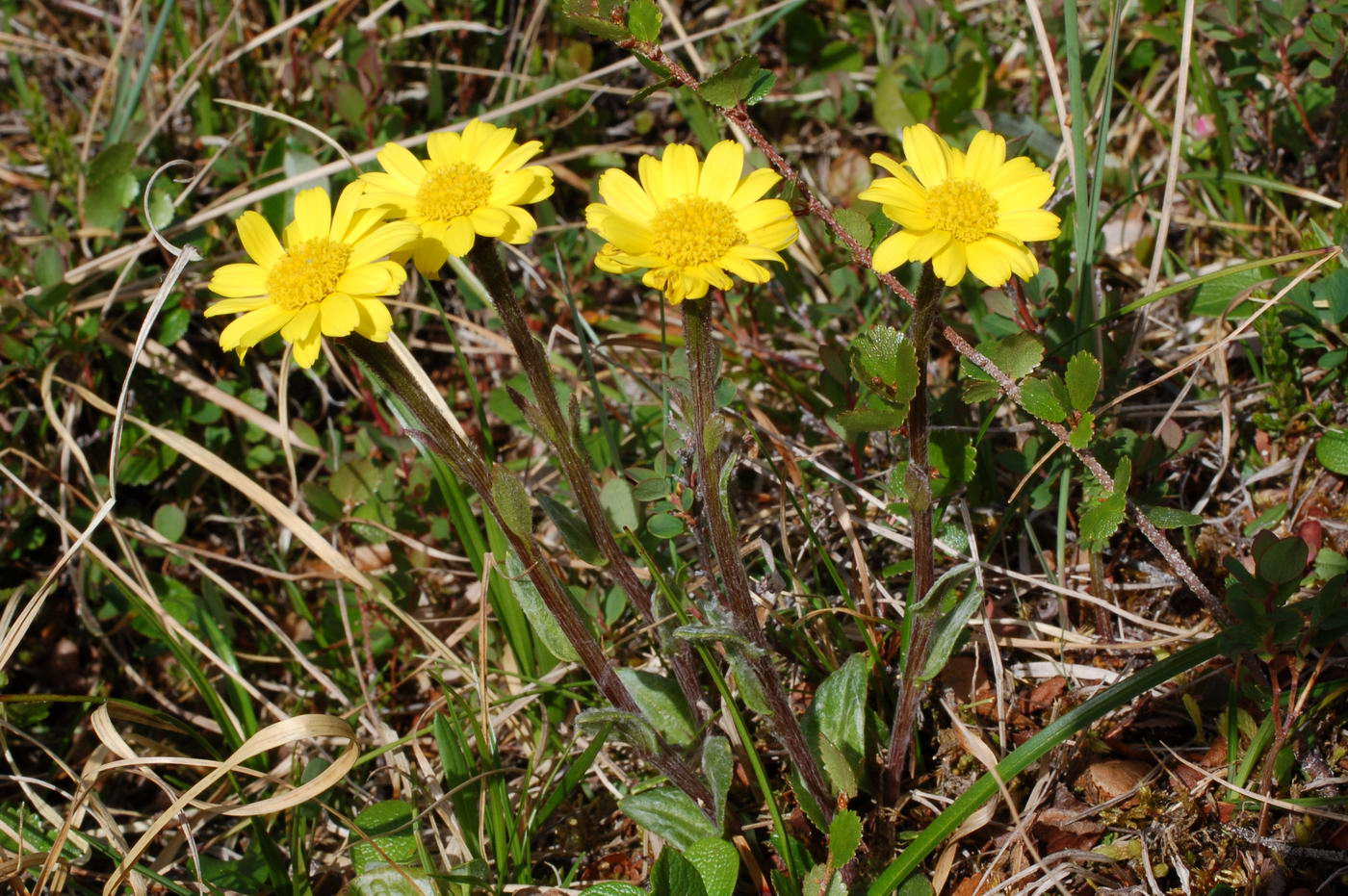 Изображение особи Tephroseris frigida.