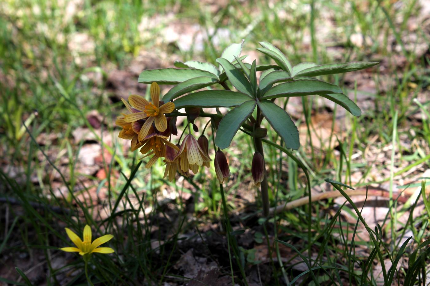 Image of Gymnospermium alberti specimen.