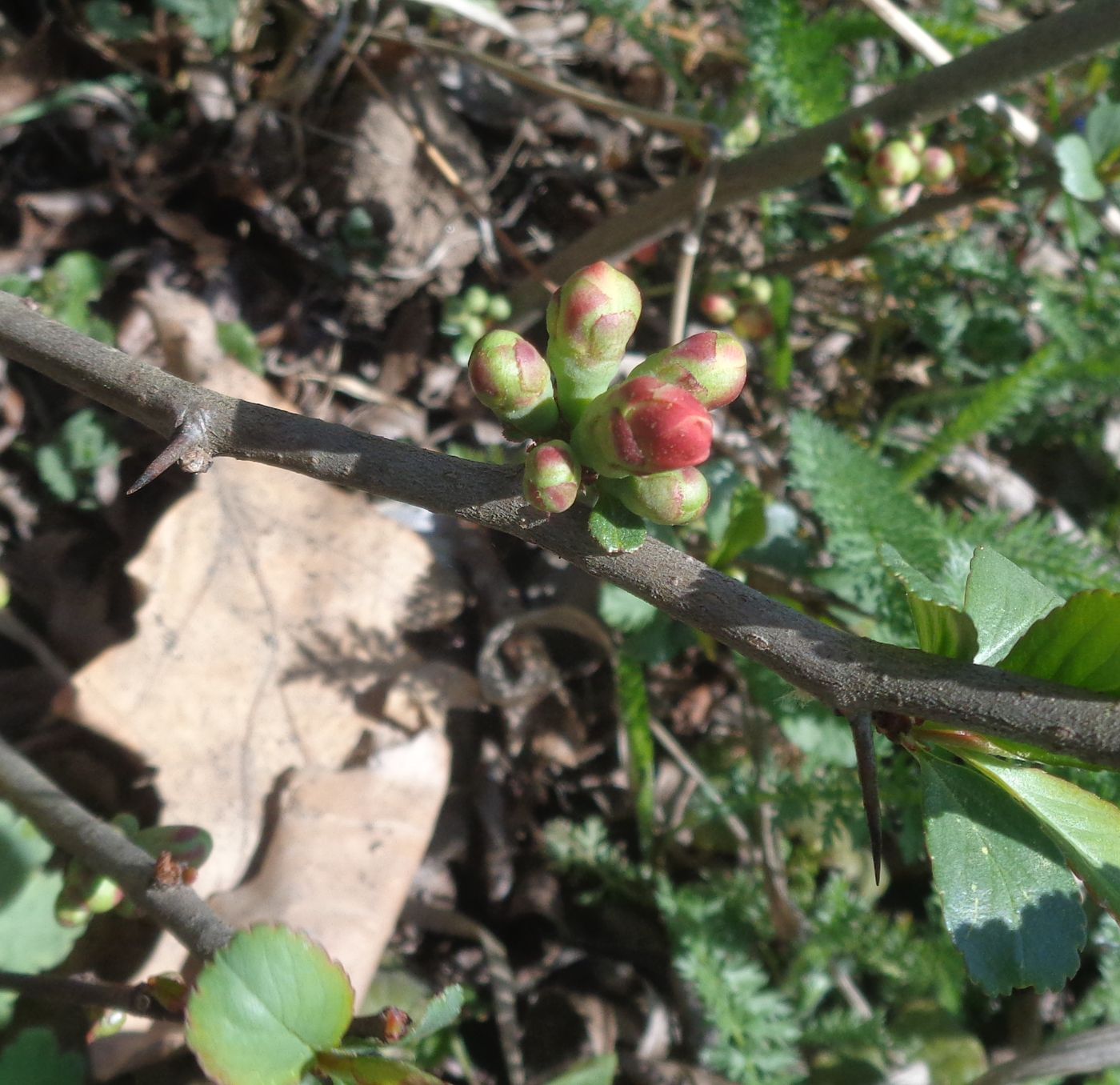 Image of Chaenomeles japonica specimen.