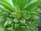 genus Eucomis