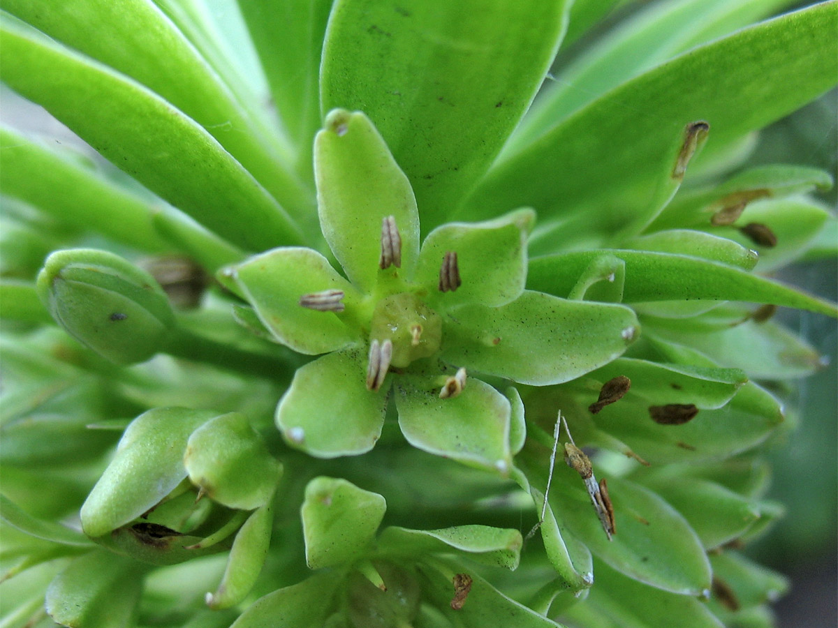 Image of genus Eucomis specimen.
