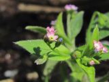 Myosotis sparsiflora