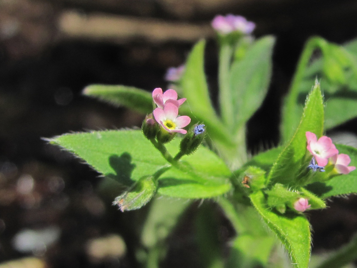 Image of Myosotis sparsiflora specimen.