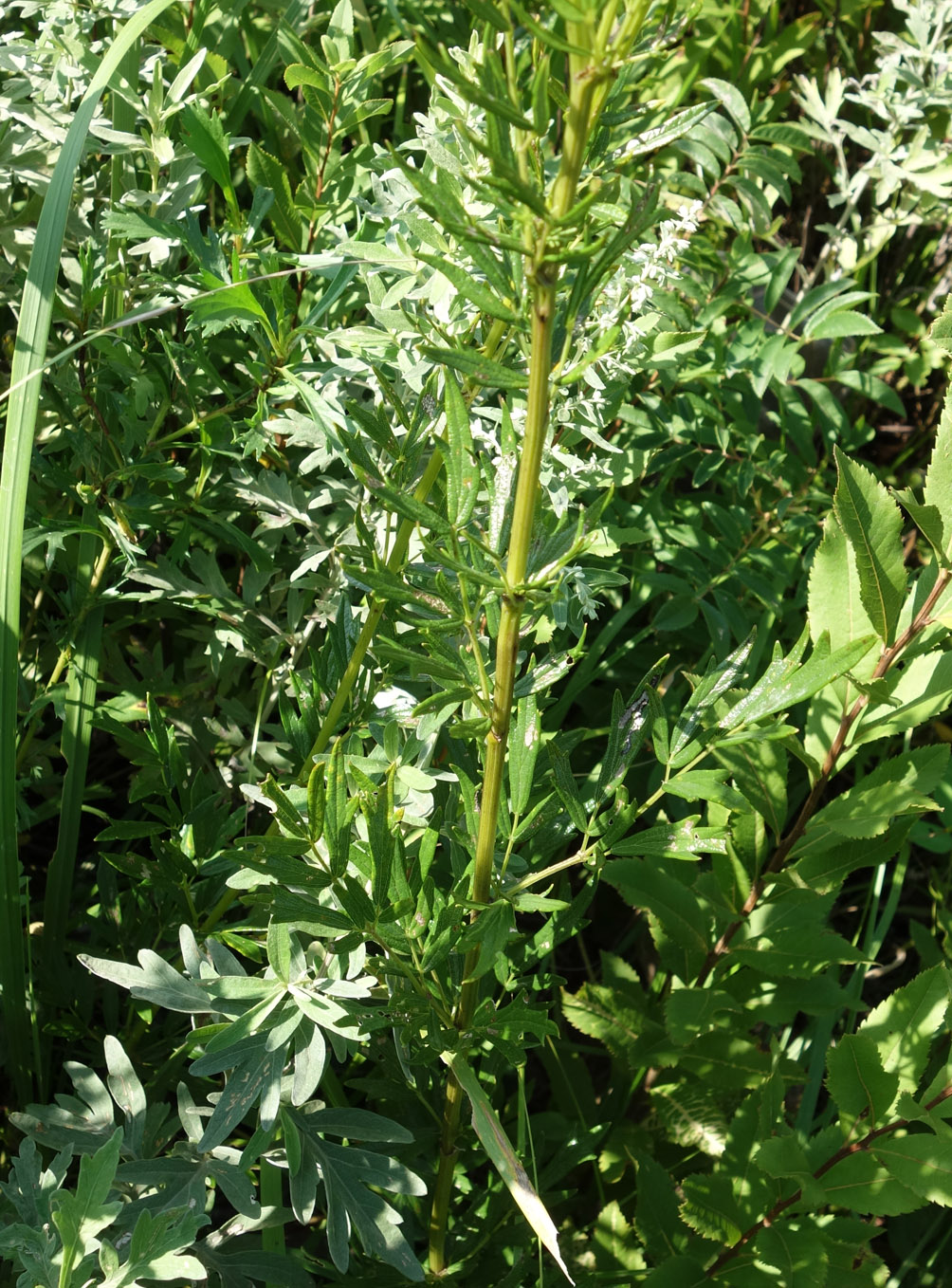 Image of Thalictrum amurense specimen.