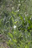 Crepis pannonica