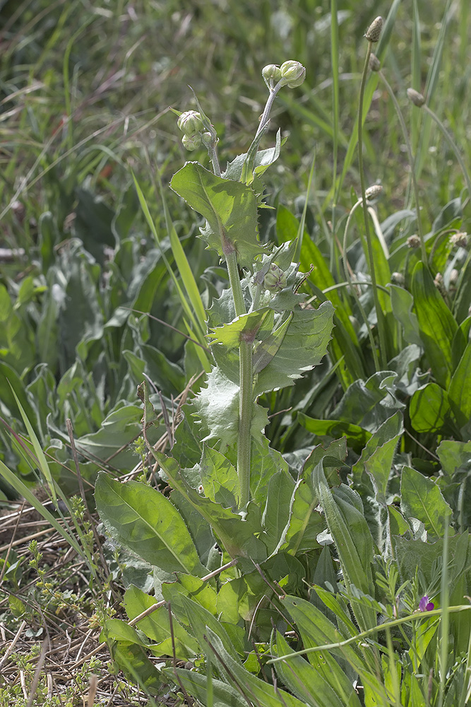 Изображение особи Crepis pannonica.