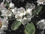 Rhododendron wallichii