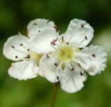 Image of taxon representative. Author is Евгений Спиваковский