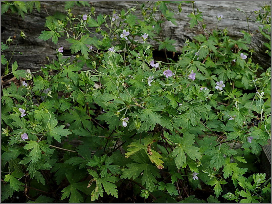 Изображение особи Geranium popovii.