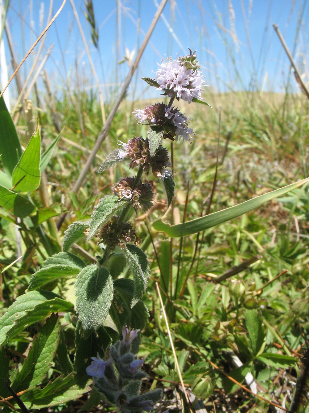 Изображение особи Mentha &times; interrupta.