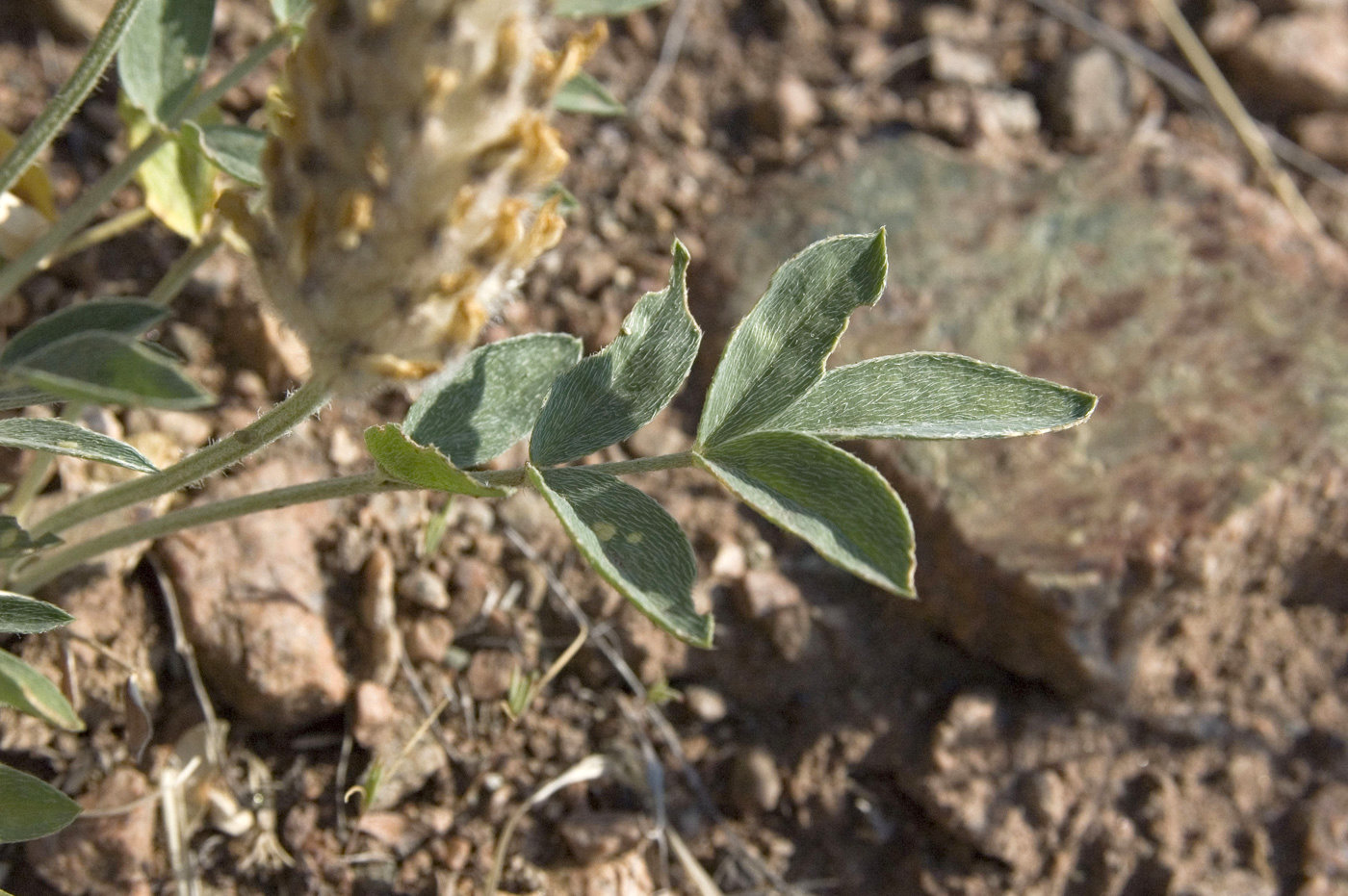 Image of Astragalus lupulinus specimen.