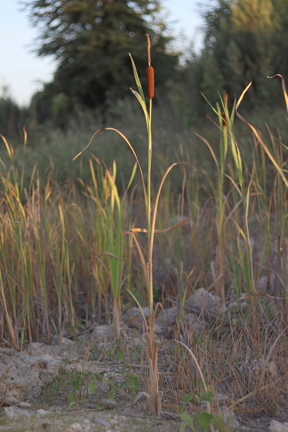 Изображение особи Typha &times; smirnovii.