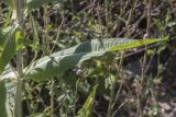 Dipsacus fullonum