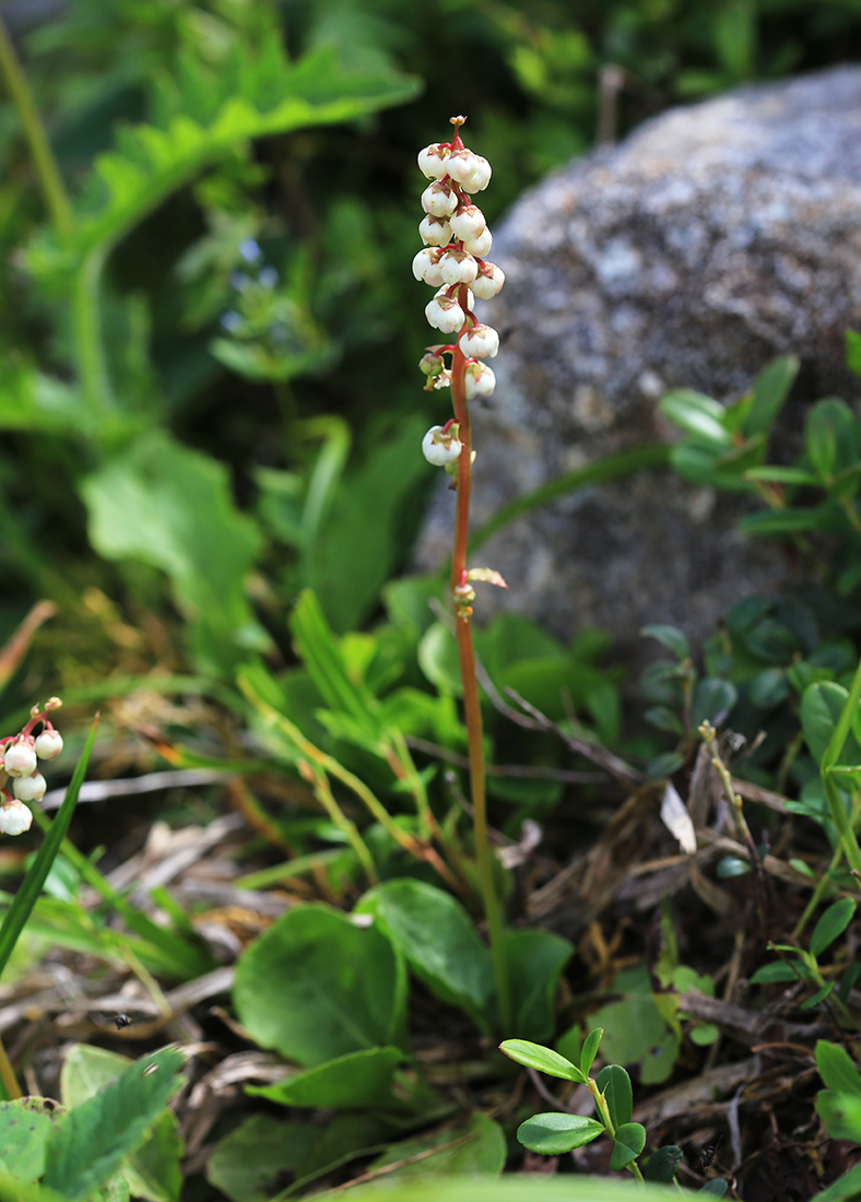 Image of Pyrola minor specimen.