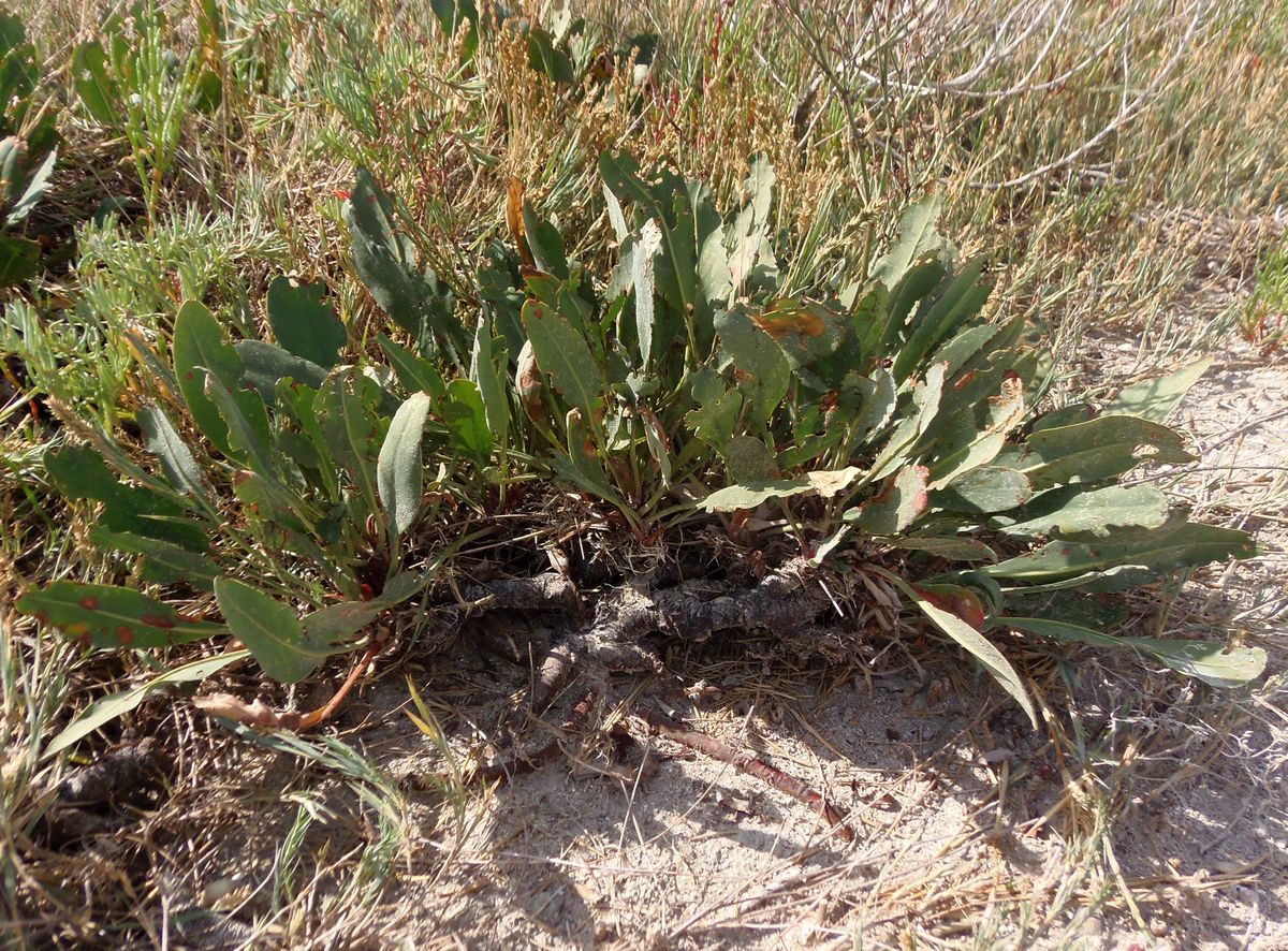 Image of Limonium scoparium specimen.