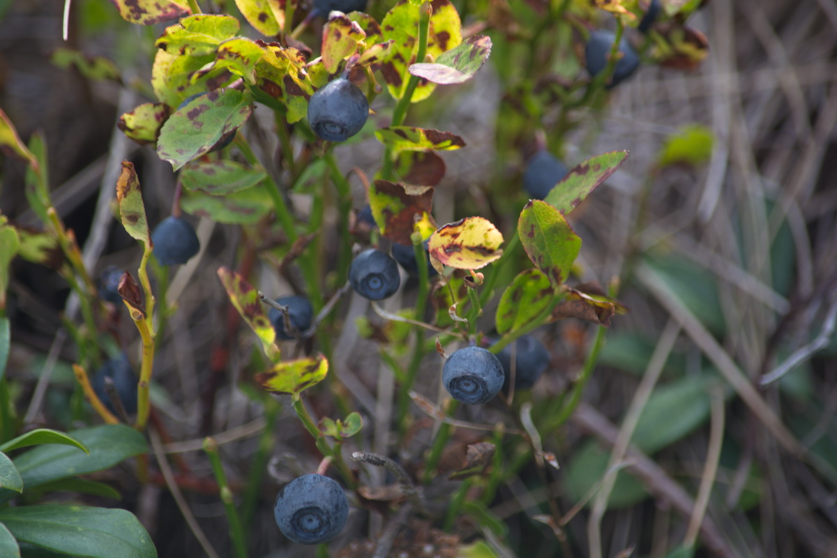 Image of Vaccinium myrtillus specimen.