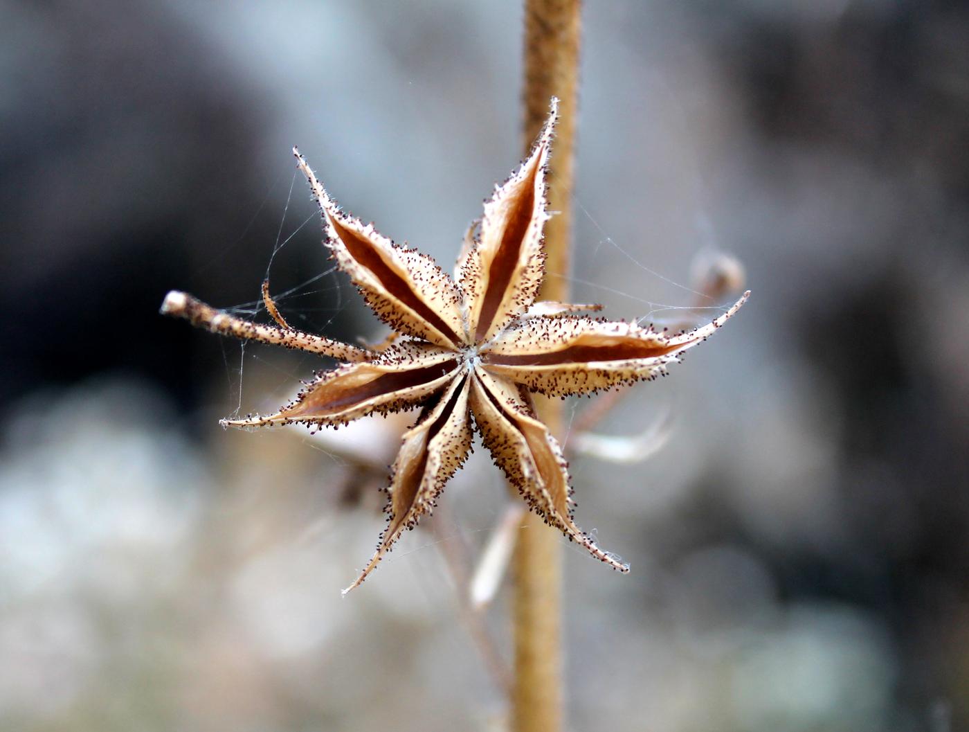 Image of Dictamnus angustifolius specimen.