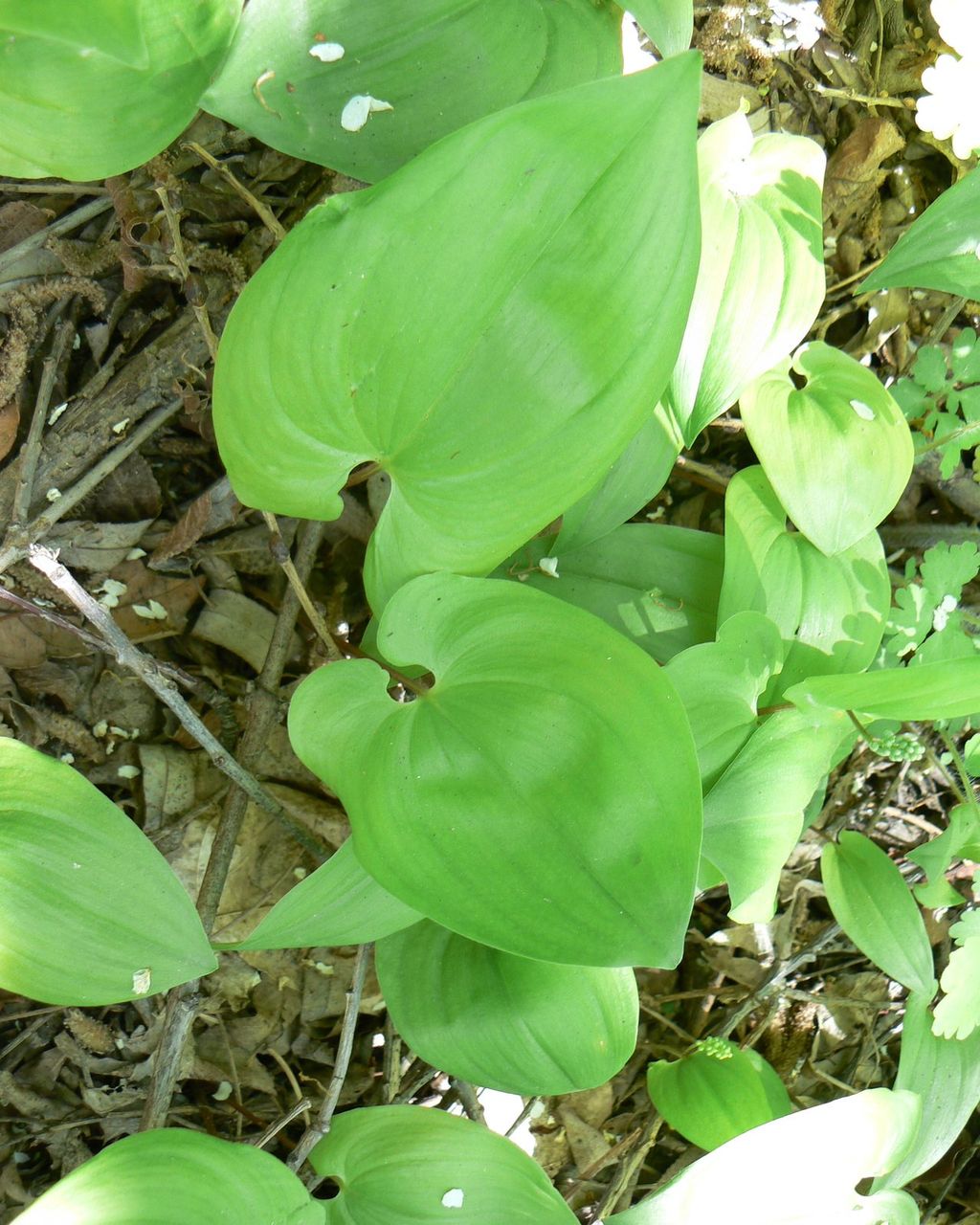 Изображение особи Maianthemum bifolium.