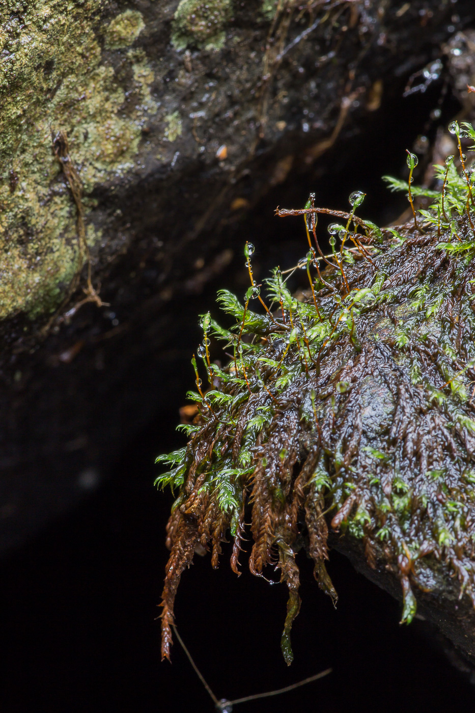 Изображение особи Leptodictyum riparium.