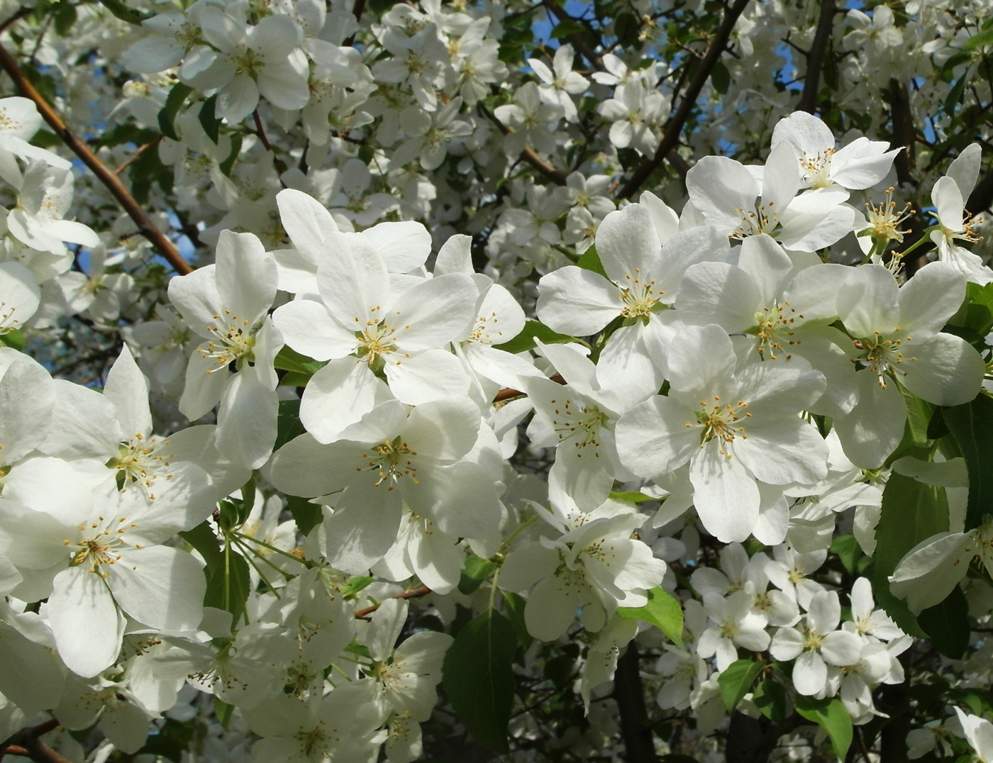 Image of Malus baccata specimen.