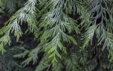 Thuja plicata