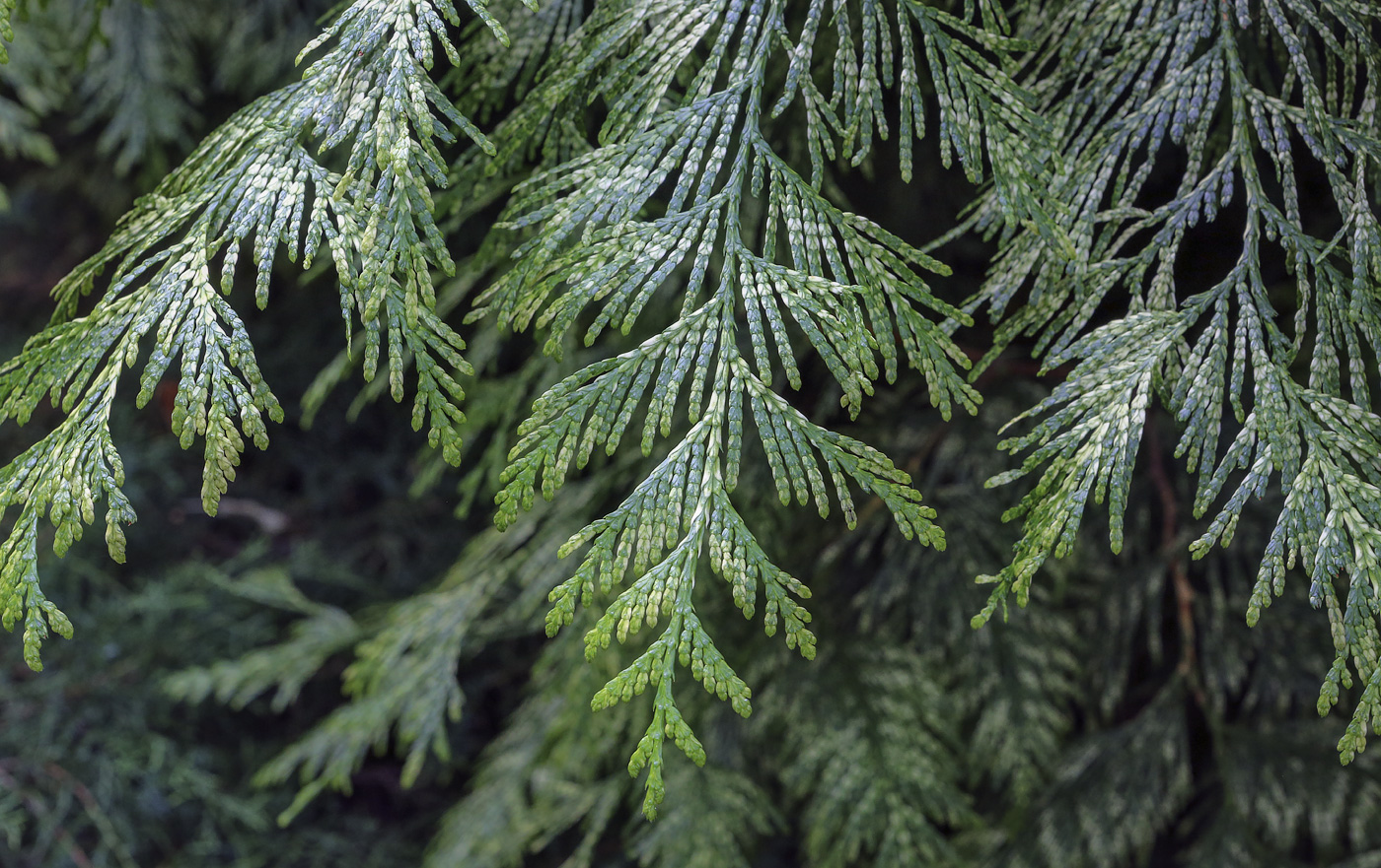 Изображение особи Thuja plicata.