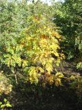 Sorbus decora