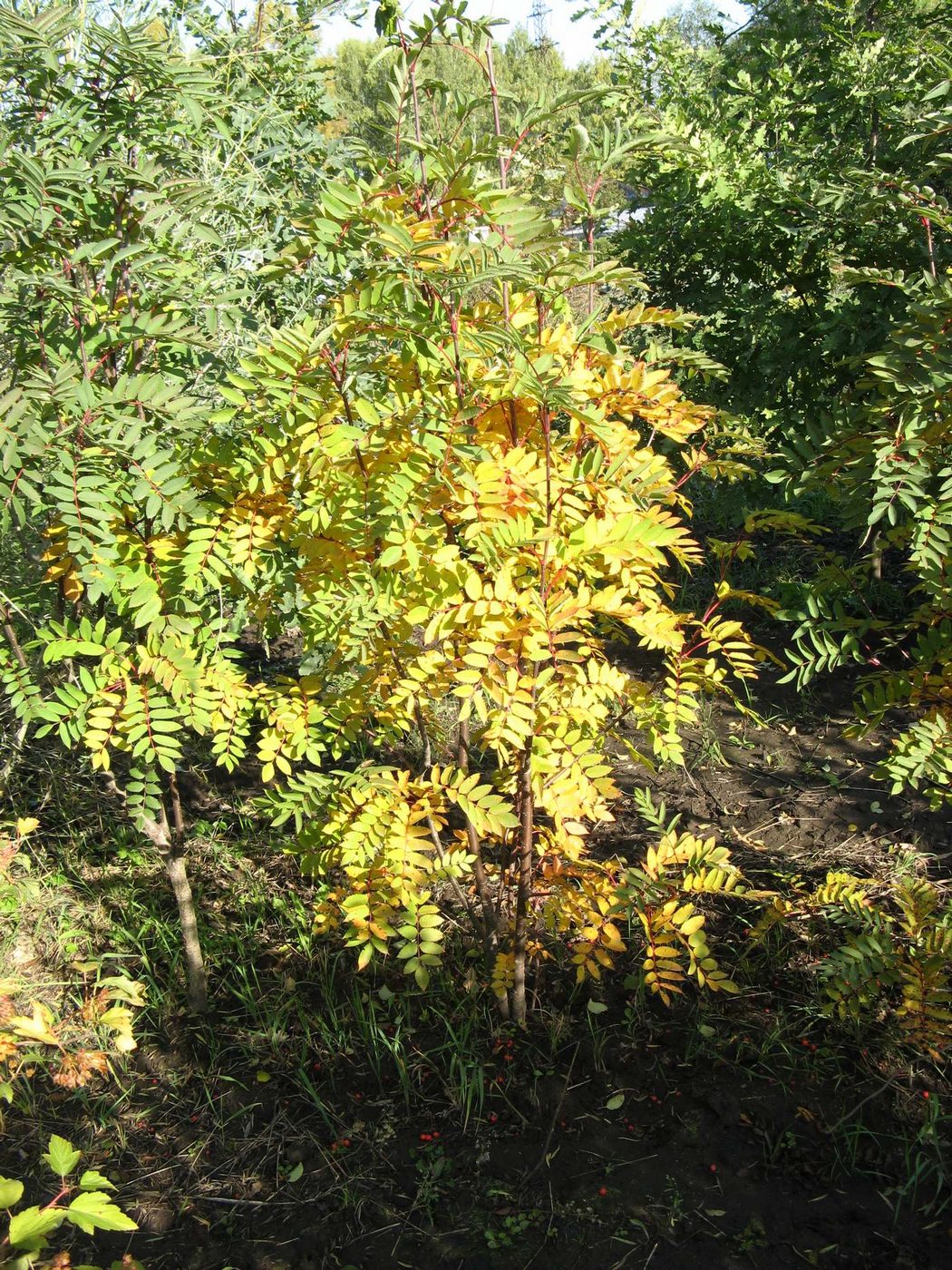 Изображение особи Sorbus decora.