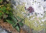 Saussurea igoschinae. Цветущее растение (слева видны листья Rubus). Челябинская обл., Катав-Ивановский р-н, хребет Зигальга, ≈ 1300 м н.у.м., каменистое плато. 20.07.2020.