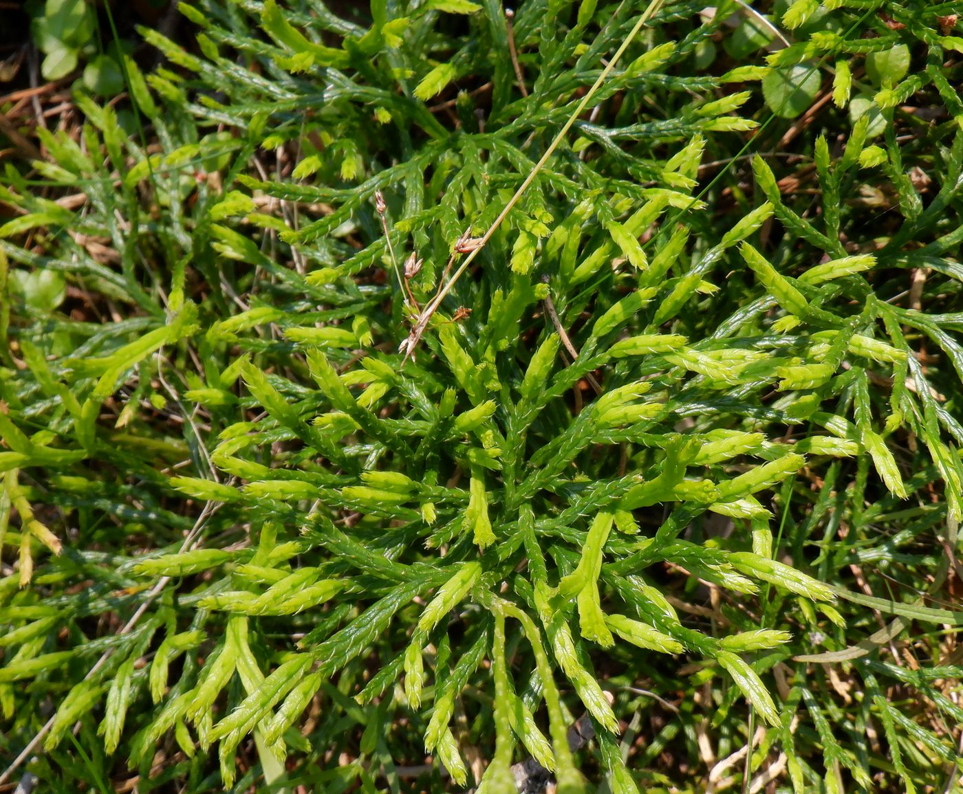 Image of Diphasiastrum complanatum specimen.