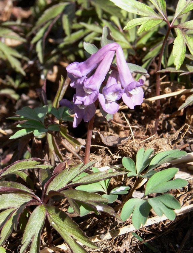 Image of Corydalis solida specimen.