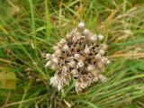 Allium ledebourianum