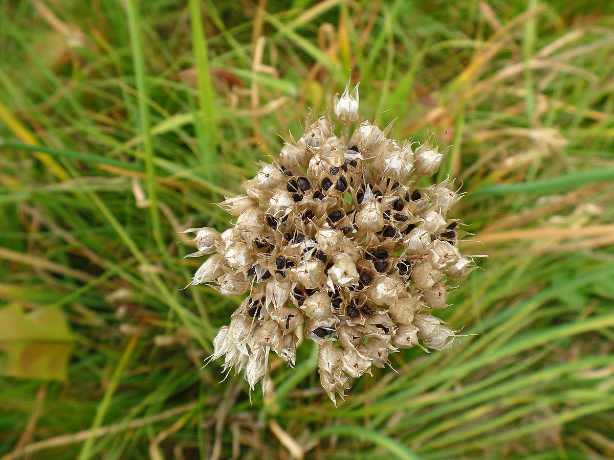 Image of Allium ledebourianum specimen.