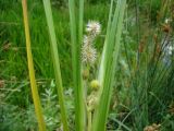 Sparganium stoloniferum