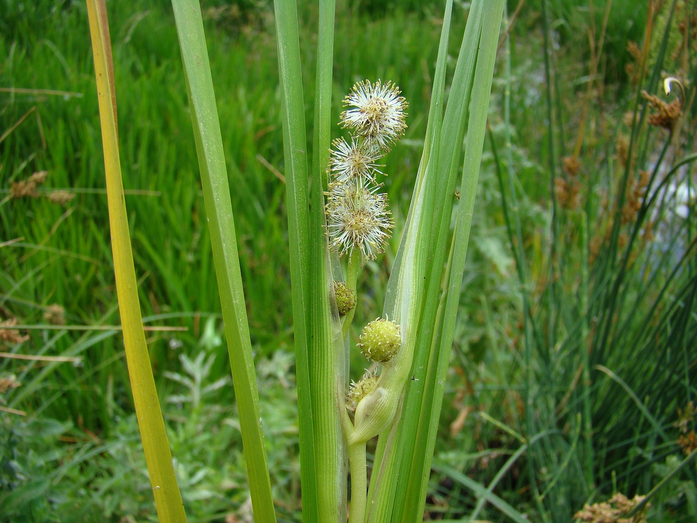 Изображение особи Sparganium stoloniferum.