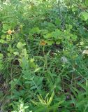 Inula hirta