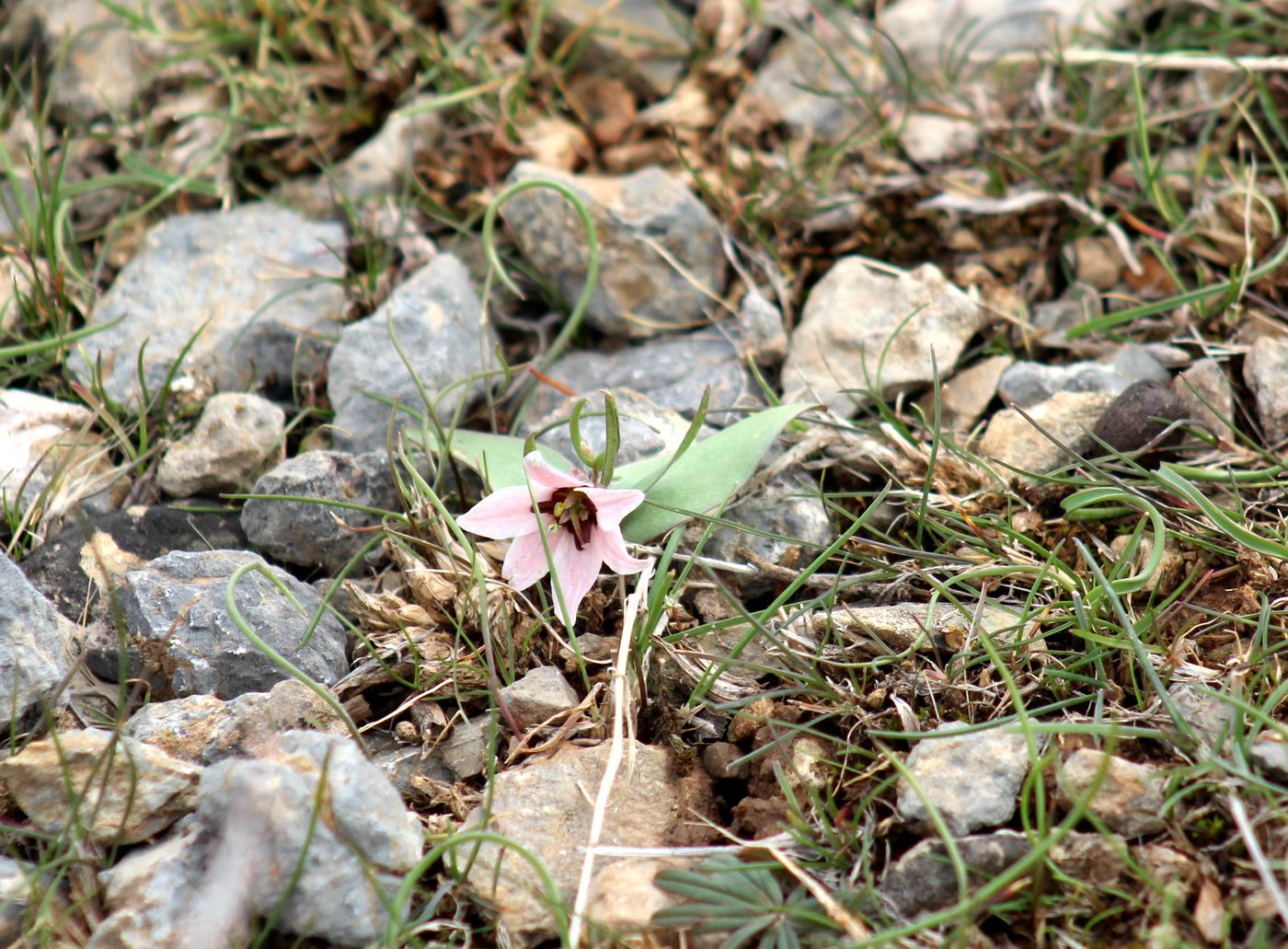 Изображение особи Rhinopetalum stenantherum.