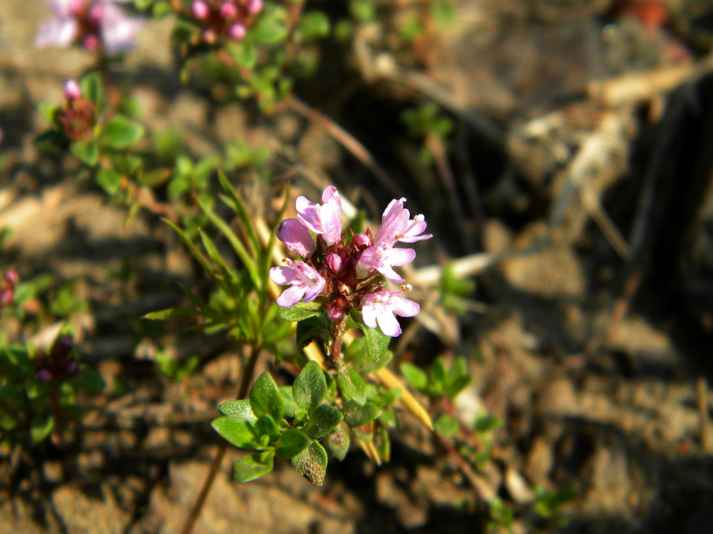 Изображение особи Thymus jenisseensis.